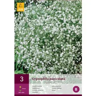 Compra GYPSOPHILA PANICULATA en la tienda online Fito Agrícola