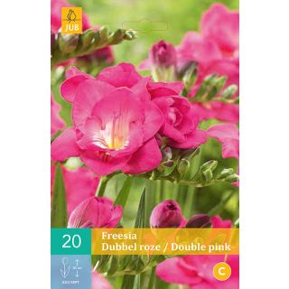 Compra FREESIA DOBLE ROSA en la tienda online Fito Agrícola