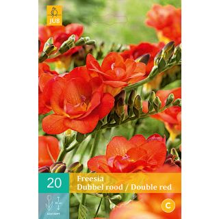 Compra FREESIA DOBLE RED en la tienda online Fito Agrícola
