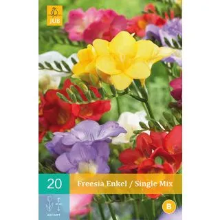 Compra FREESIA SIMPLE MIX en la tienda online Fito Agrícola