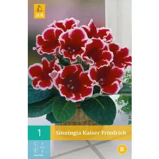 Compra GLOXINIA KAISER FRIEDRICH en la tienda online Fito Agrícola