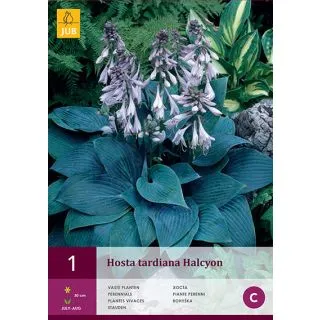 Compra HOSTA HALCYON en la tienda online Fito Agrícola