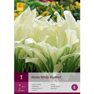 Compra HOSTA WHITE FEATHER en la tienda online Fito Agrícola