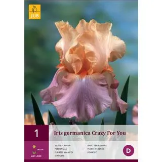 Compra IRIS GERMANICA CRAZY FOR YOU en la tienda online Fito Agrícola