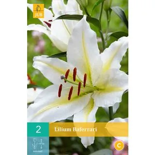 Compra LILIUM BAFERRARI en la tienda online Fito Agrícola