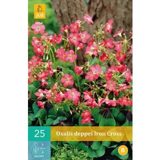 Compra OXALIS DEPPEI IRON CROSS en la tienda online Fito Agrícola