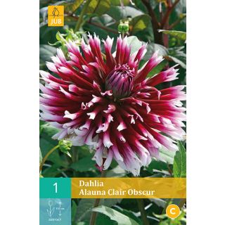 Compra DALIA ALAUNA CLAIR OBSCUR en la tienda online Fito Agrícola