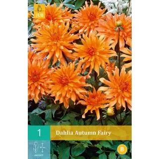 Compra DALIA AUTUMN FAIRY en la tienda online Fito Agrícola