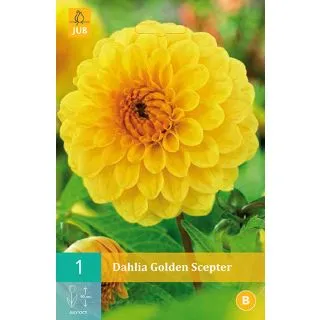 Compra DALIA GOLDEN SCEPTER en la tienda online Fito Agrícola