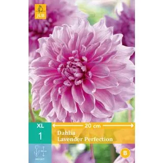 Compra DALIA LAVENDER PERFECTION en la tienda online Fito Agrícola