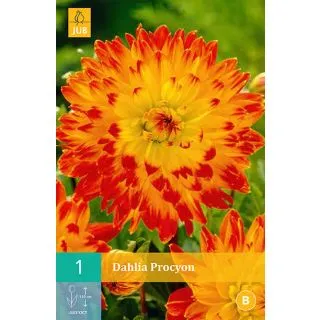 Compra DALIA PROCYON en la tienda online Fito Agrícola