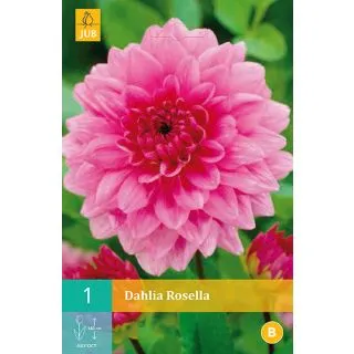 Compra DALIA ROSELLA en la tienda online Fito Agrícola