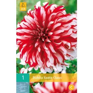 Compra DALIA SANTA CLAUS en la tienda online Fito Agrícola