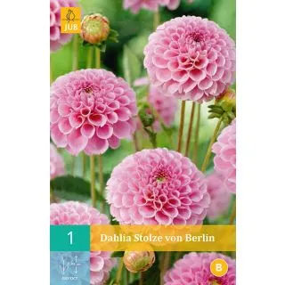 Compra DALIA STOLZE VON BERLIN en la tienda online Fito Agrícola
