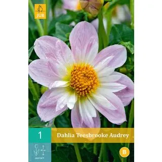 Compra DALIA TEESBROOKE AUDREY en la tienda online Fito Agrícola