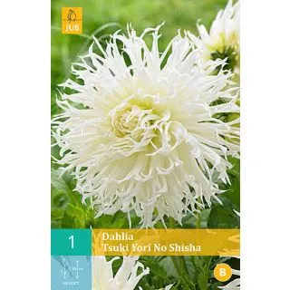 Compra DALIA TSUKI YORI NO SHISHA en la tienda online Fito Agrícola