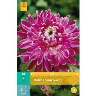 Compra DALIA VANCOUVER en la tienda online Fito Agrícola