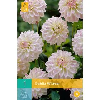 Compra DALIA WITTEM en la tienda online Fito Agrícola