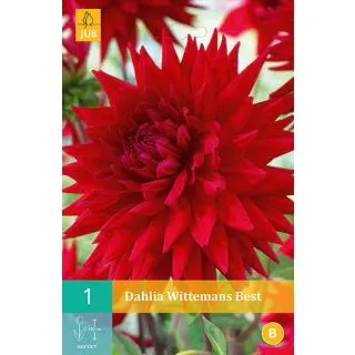 Compra DALIA WITTEMANS BEST en la tienda online Fito Agrícola