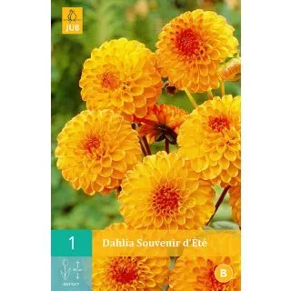 Compra DALIA SOUVENIR D'ÉTÉ en la tienda online Fito Agrícola