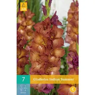 Compra GLADIOLO INDIAN SUMMER en la tienda online Fito Agrícola