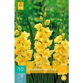 Compra GLADIOLO NOVA LUX en la tienda online Fito Agrícola