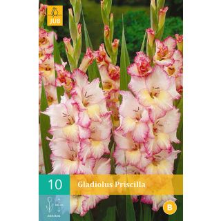 Compra GLADIOLO PRISCILLA en la tienda online Fito Agrícola