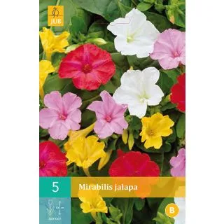 Compra MIRABILIS JALAPA MIX en la tienda online Fito Agrícola