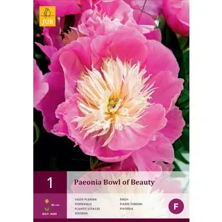 Compra PEONÍA BOWL OF BEAUTY en la tienda online Fito Agrícola