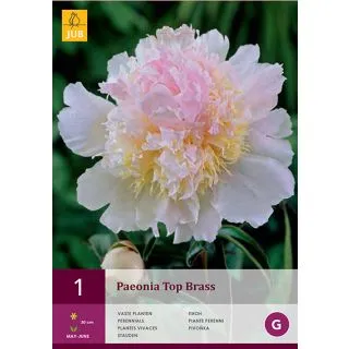 Compra PEONÍA TOP BRASS en la tienda online Fito Agrícola
