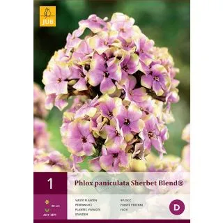 Compra PHLOX PANICULATA SHERBET BLEND ® en la tienda online Fito Agrícola