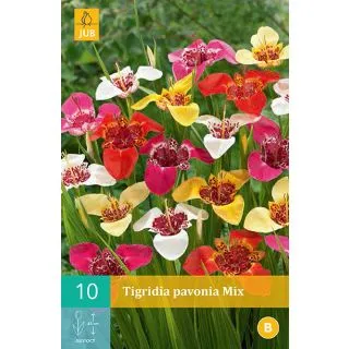 Compra TIGRIDIA PAVONIA MIX en la tienda online Fito Agrícola