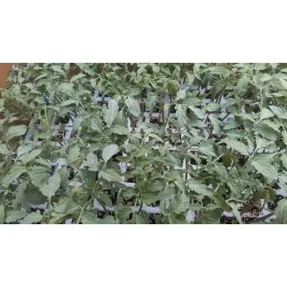 Compra TOMATE GORDO DE ENSALADA F-1 EPS150 en la tienda online Fito Agrícola