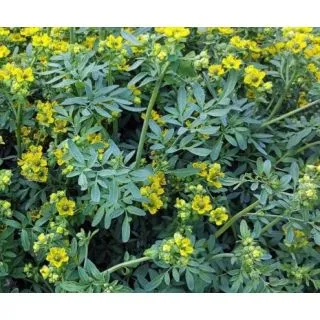 Compra RUDA ECOLOGICA ME11 en la tienda online Fito Agrícola