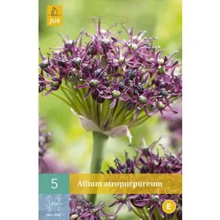 Compra ALLIUM ATROPURPUREUM en la tienda online Fito Agrícola