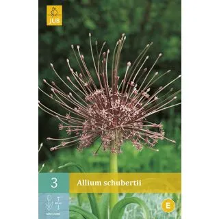 Compra ALLIUM SCHUBERTII en la tienda online Fito Agrícola