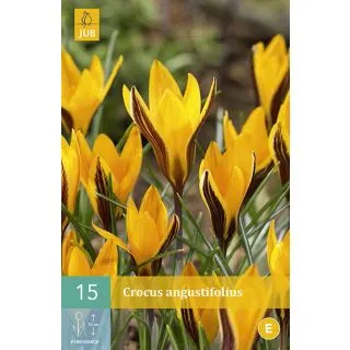 Compra CROCUS ANGUSTIFOLIUS en la tienda online Fito Agrícola