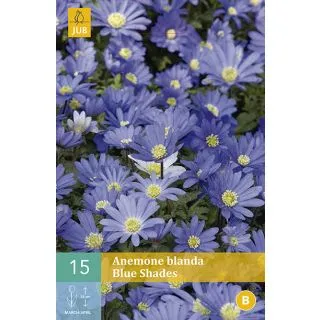 Compra ANÉMONA BLANDA BLUE SHADES en la tienda online Fito Agrícola