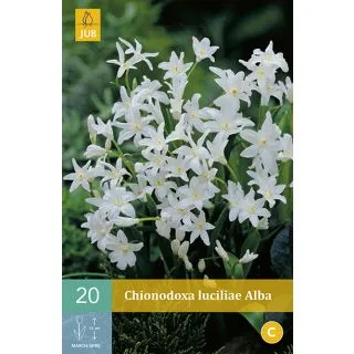 Compra CHIONODOXA LUCILIAE ALBA en la tienda online Fito Agrícola