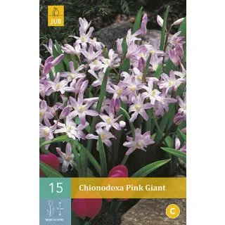 Compra CHIONODOXA PINK GIANT en la tienda online Fito Agrícola