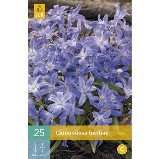 Compra CHIONODOXA LUCILIAE en la tienda online Fito Agrícola