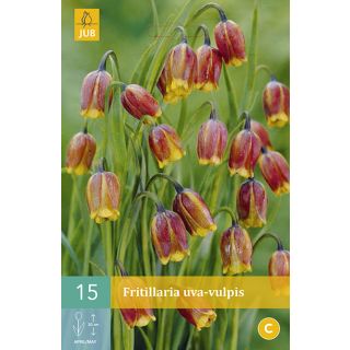 Compra FRITILLARIA UVA VULPIS en la tienda online Fito Agrícola