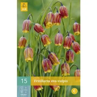 Compra FRITILLARIA UVA VULPIS en la tienda online Fito Agrícola