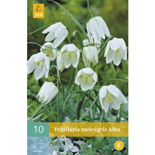 Compra FRITILLARIA MELEAGRIS ALBA en la tienda online Fito Agrícola