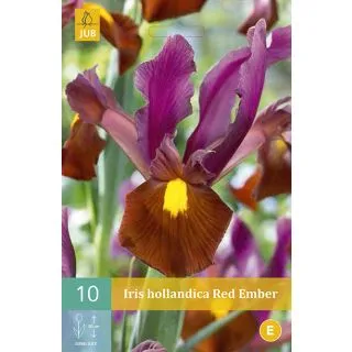Compra IRIS HOLANDICA RED EMBER en la tienda online Fito Agrícola