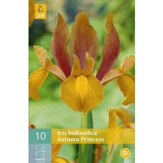 Compra IRIS HOLANDICA AUTUMN PRINCESS en la tienda online Fito Agrícola