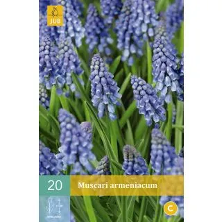 Compra MUSCARI ARMENIACUM en la tienda online Fito Agrícola
