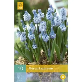 Compra MUSCARI AZUREUM en la tienda online Fito Agrícola