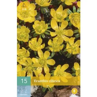 Compra ERANTHIS CILICICA en la tienda online Fito Agrícola