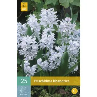 Compra PUSCHKINIA LIBANOTICA en la tienda online Fito Agrícola